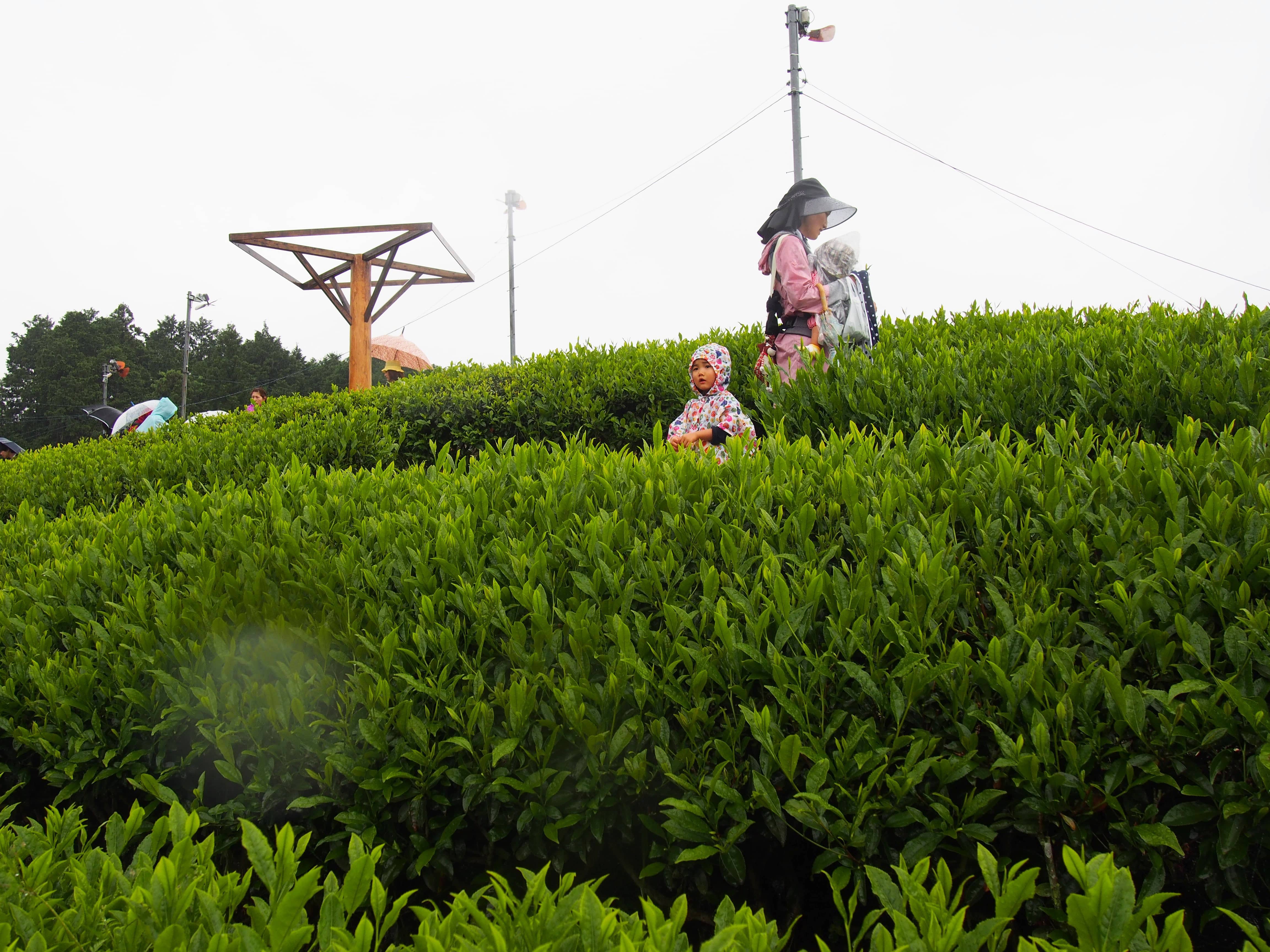 茶畑を見上げる