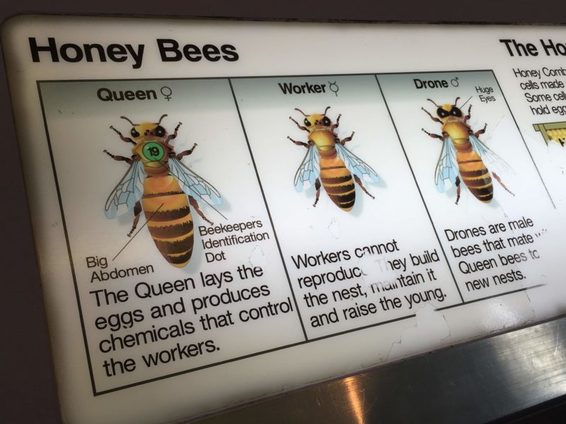 ハチの性別と役割